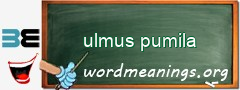 WordMeaning blackboard for ulmus pumila